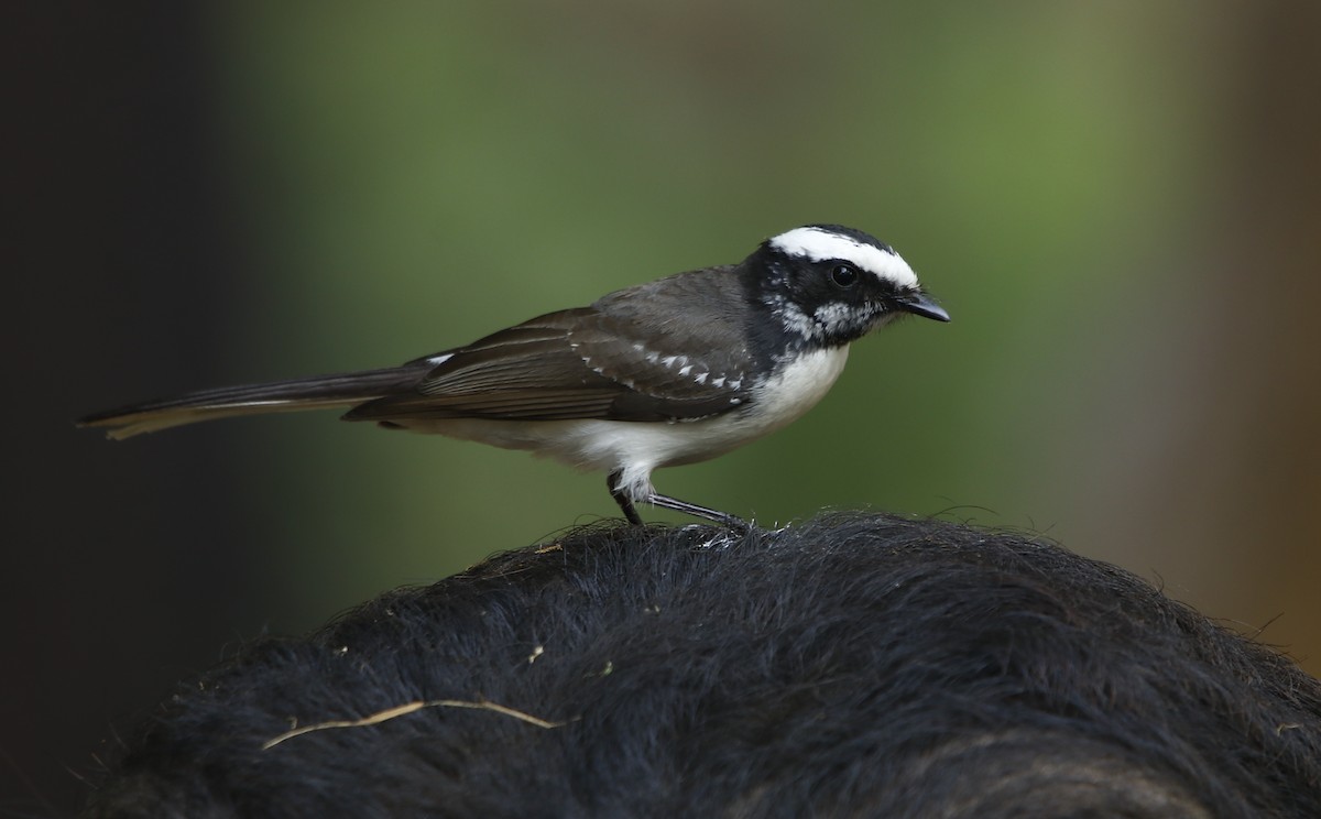 White-browed Fantail - ML281907021