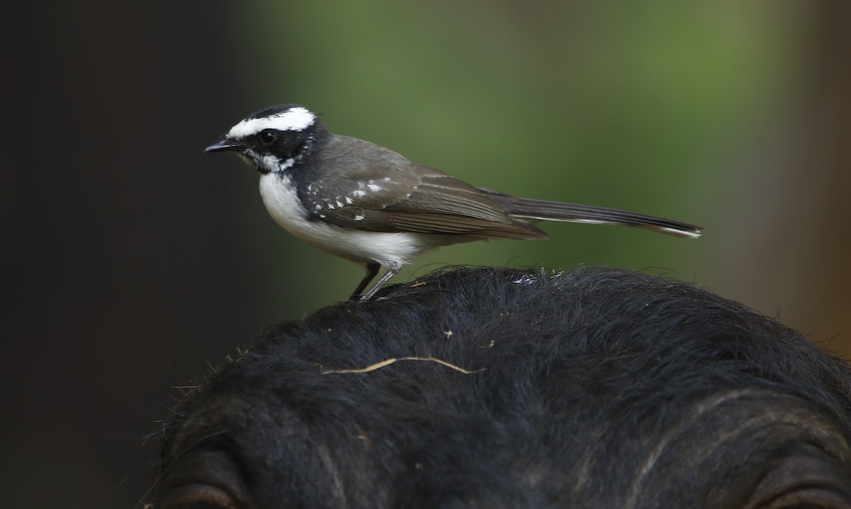 White-browed Fantail - ML281907031