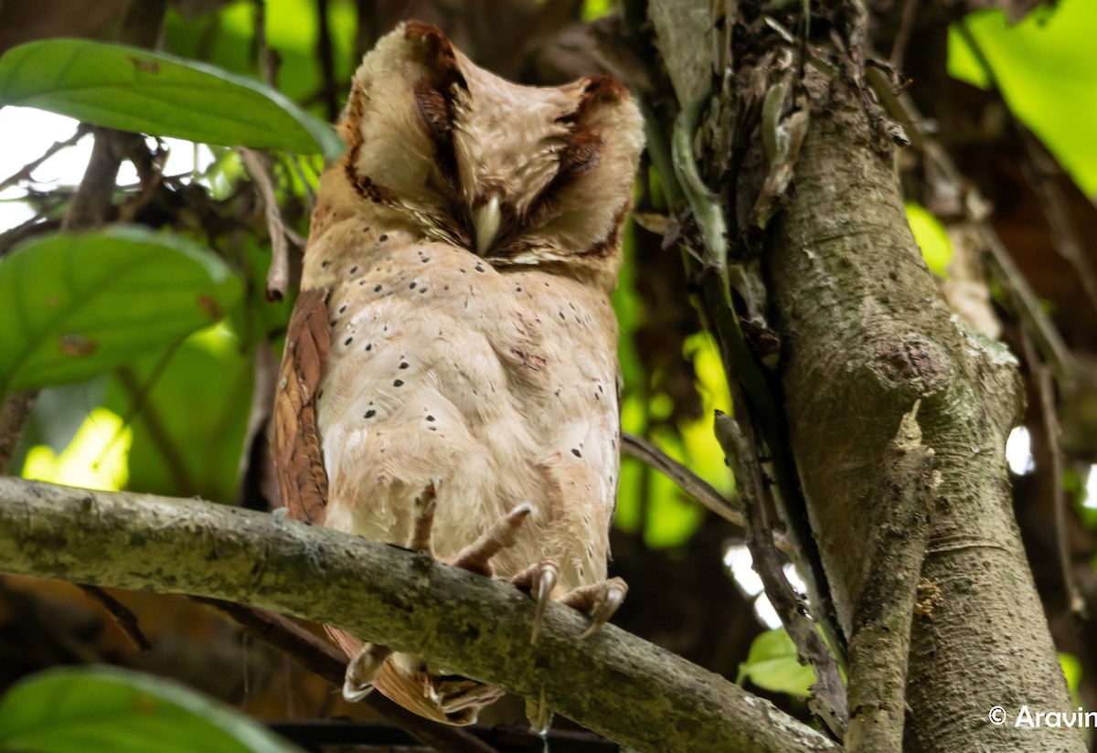 Sri Lanka Bay-Owl - ML281909001