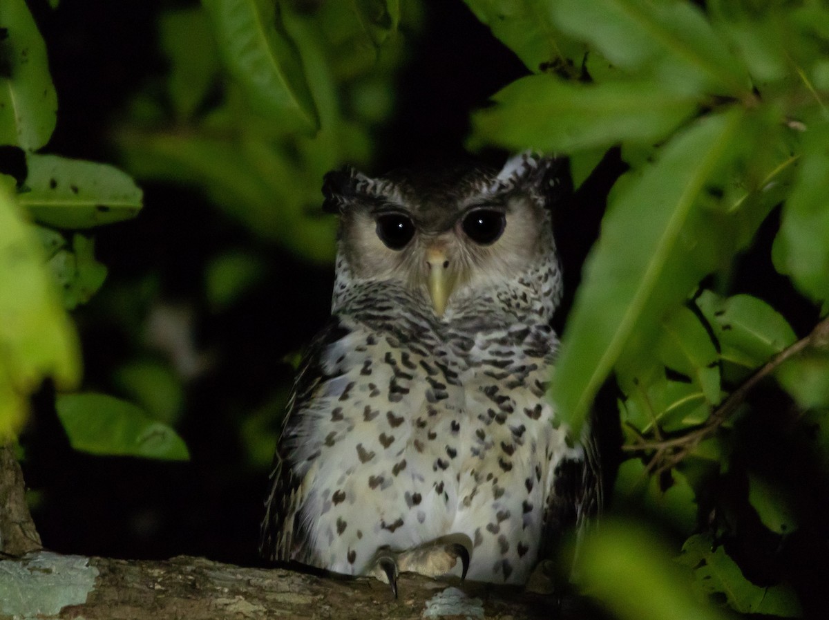 Spot-bellied Eagle-Owl - aravinda hr
