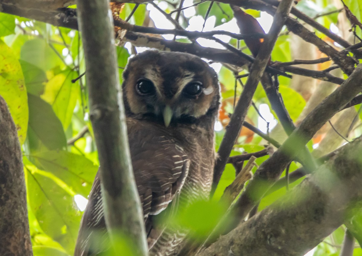 Brown Wood-Owl - ML281910051