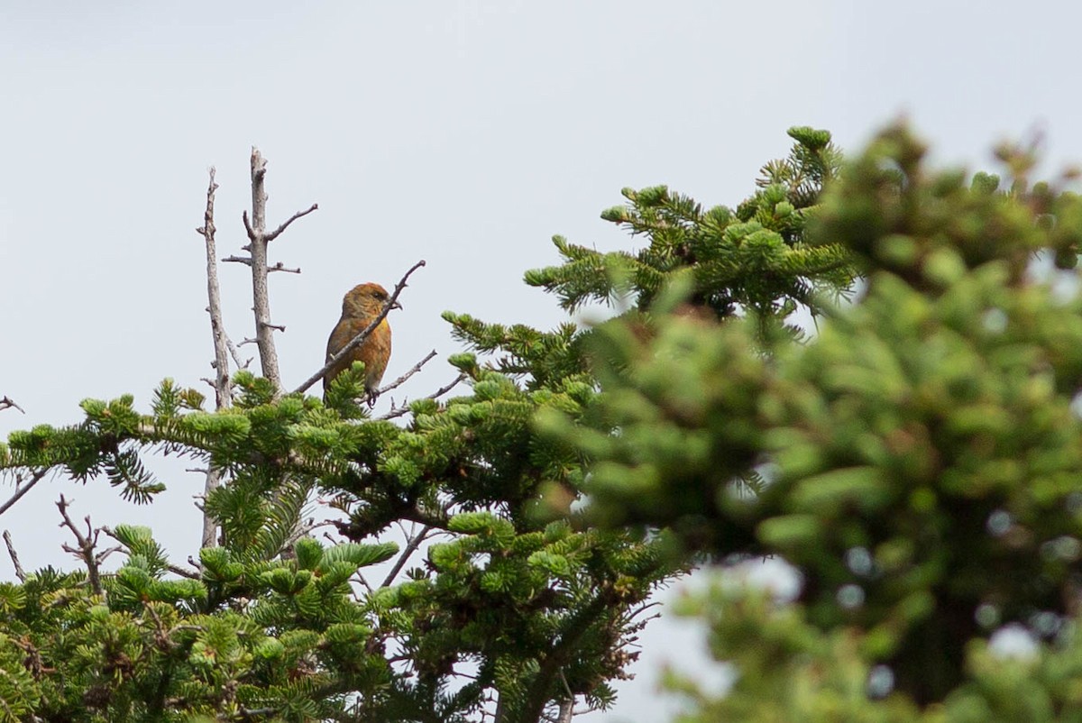 Red Crossbill (Newfoundland or type 8) - ML281911211