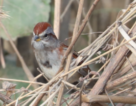 American Tree Sparrow - ML281911561