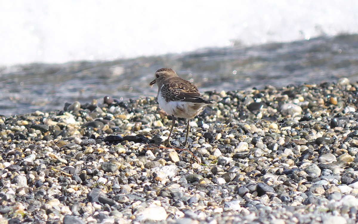 Rufous-chested Dotterel - ML281915991