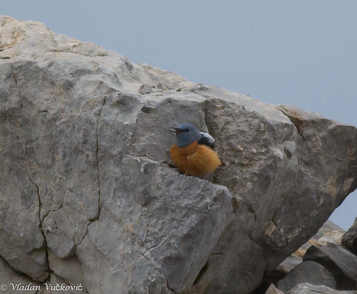 Rufous-tailed Rock-Thrush - Vladan Vuckovic