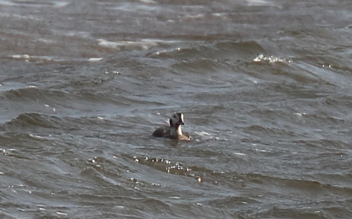 Long-tailed Duck - Bruce Kerr
