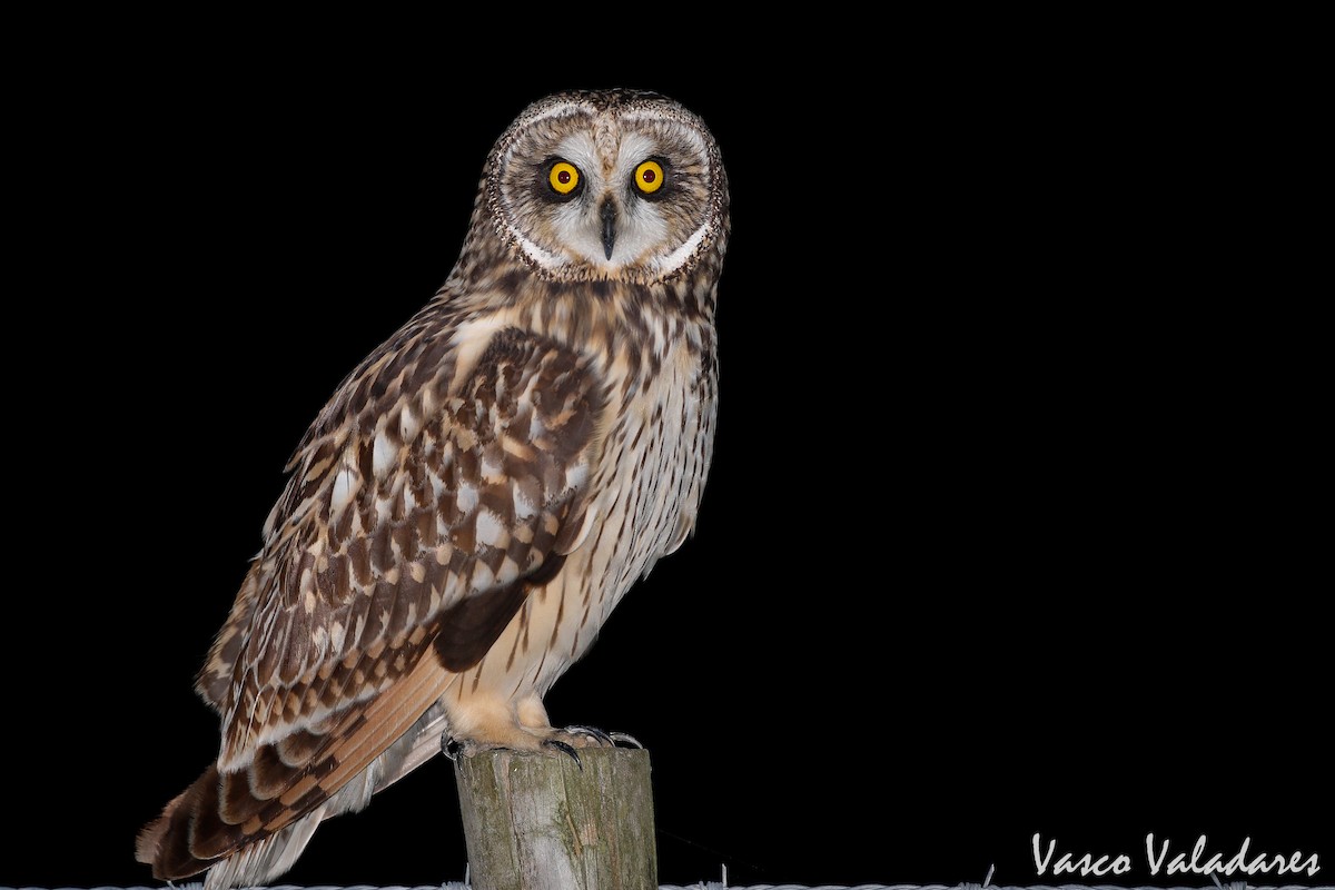 Short-eared Owl - ML281924201