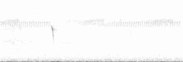 Weißbauch-Phoebetyrann - ML281924891
