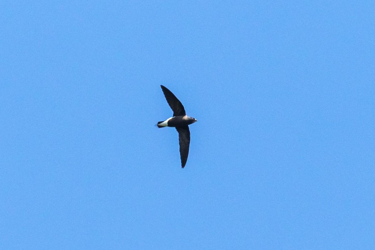 Brown-backed Needletail - ML281945731
