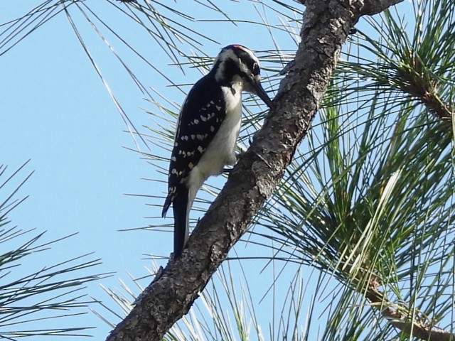 Hairy Woodpecker (Eastern) - ML281962751