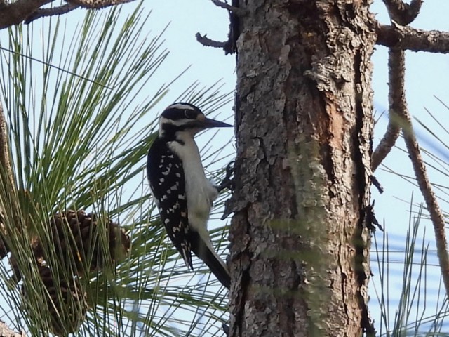 Hairy Woodpecker (Eastern) - barbara segal