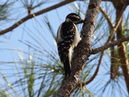 Hairy Woodpecker (Eastern) - ML281962961