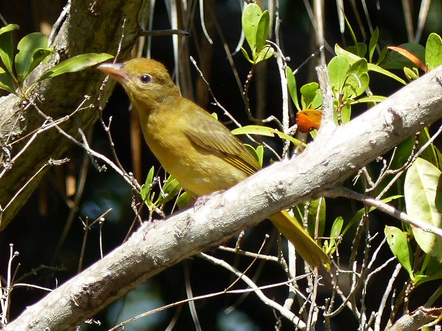 Summer Tanager - Ron Smith