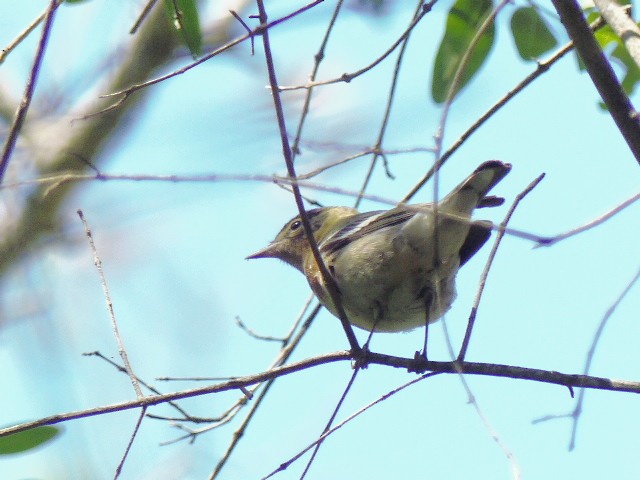 Bay-breasted Warbler - Ron Smith