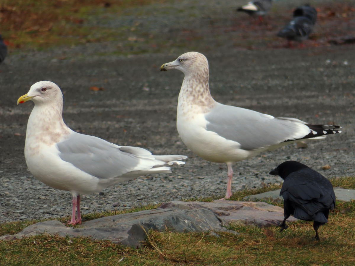 Iceland Gull (kumlieni) - ML281983741