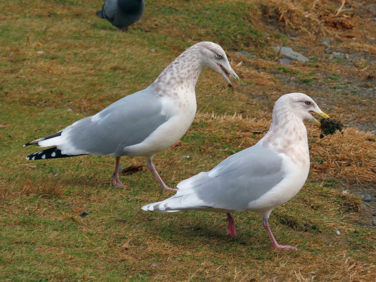 Iceland Gull (kumlieni) - ML281983841