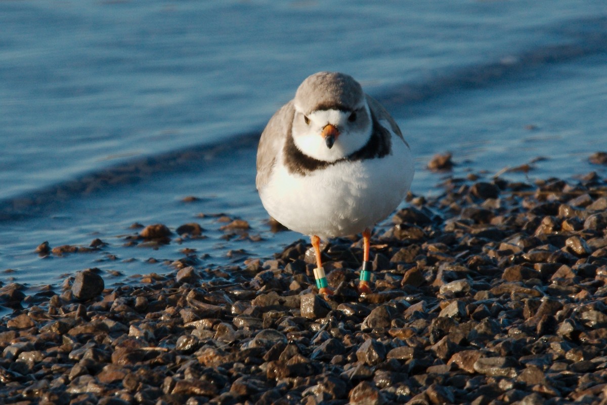 Piping Plover - Gil Eckrich