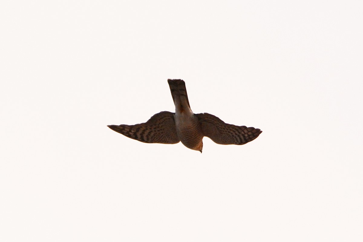 Eurasian Sparrowhawk - Ergün Cengiz