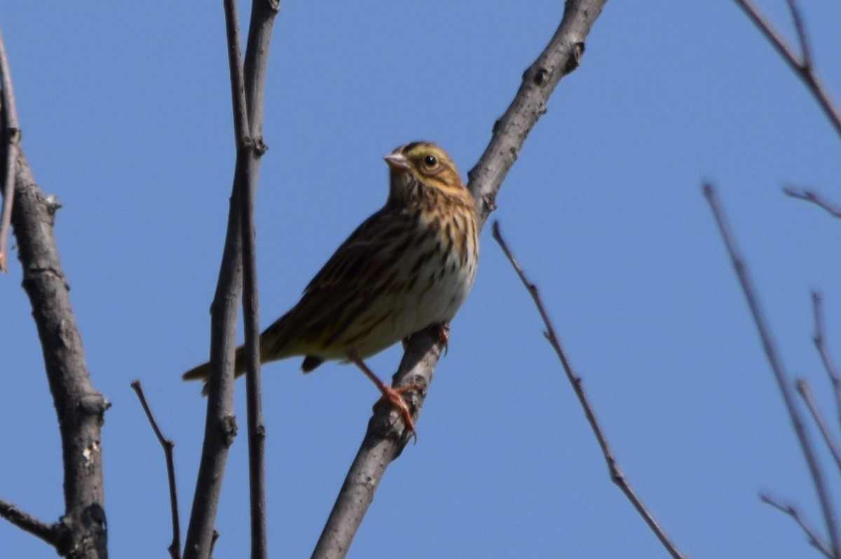Savannah Sparrow - ML281996061
