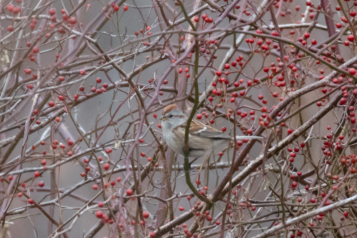 American Tree Sparrow - ML282003111