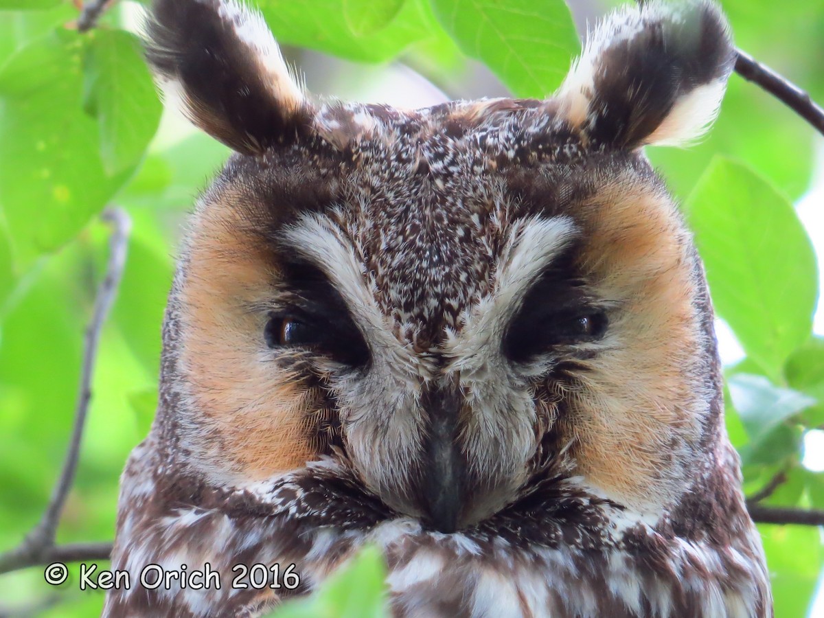 Long-eared Owl - Ken Orich