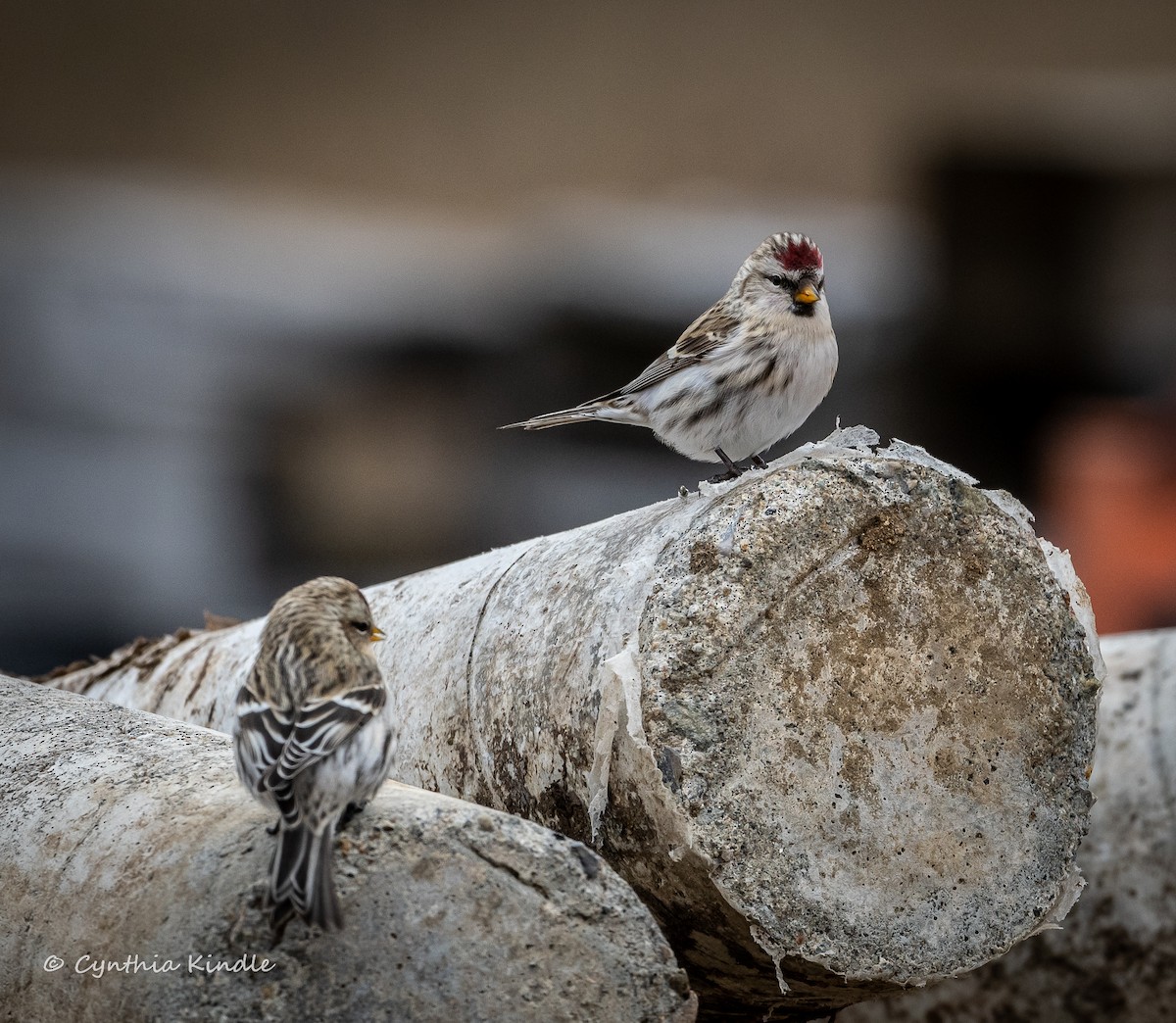 Common Redpoll - Cindy Kindle