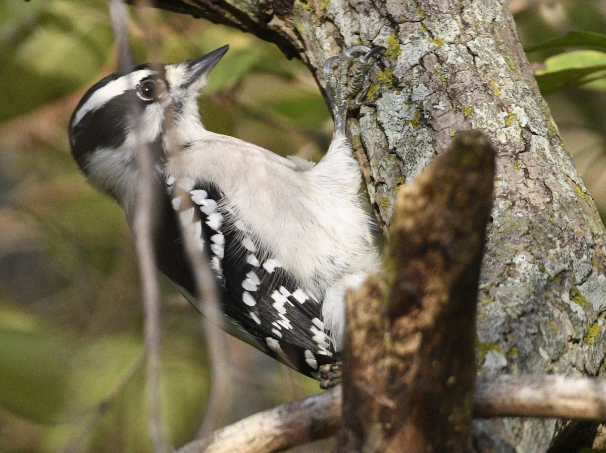 Downy Woodpecker - Peter Billingham