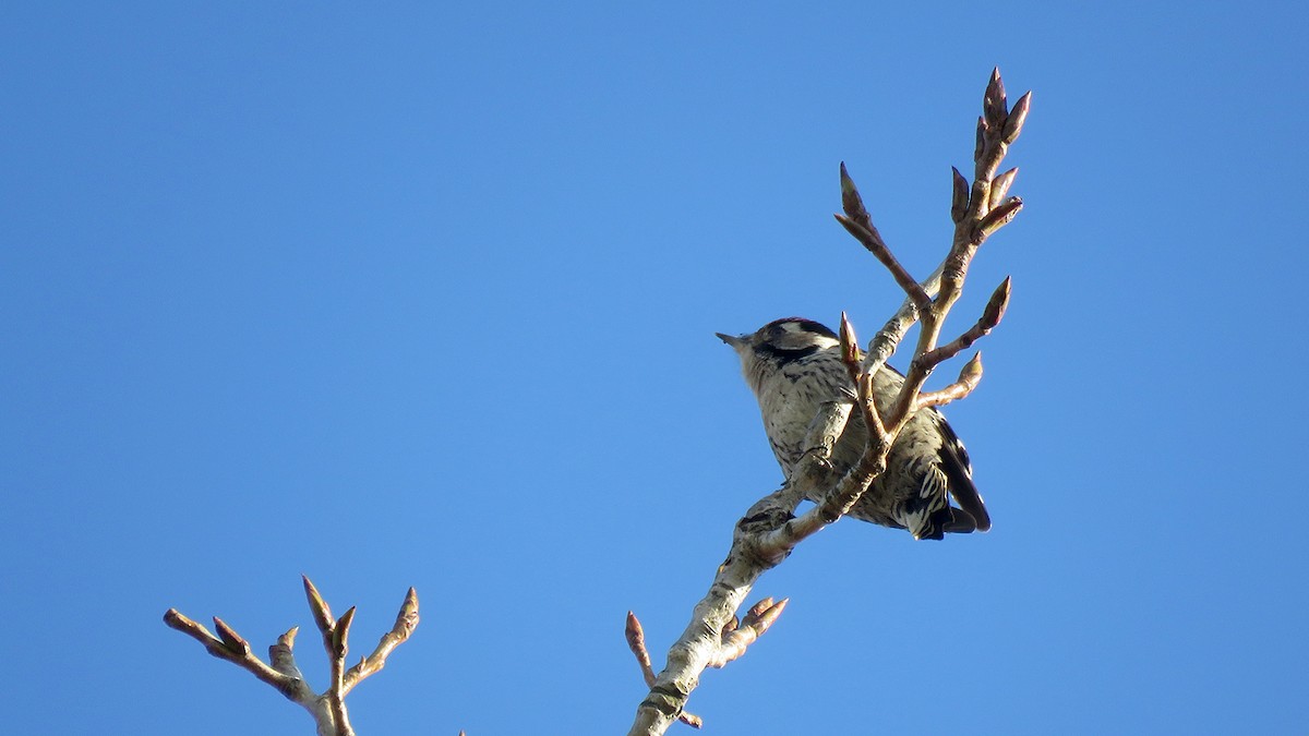 Lesser Spotted Woodpecker - ML282006981