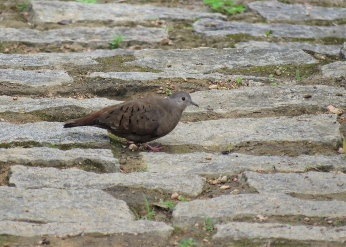 Ruddy Ground Dove - ML282013111