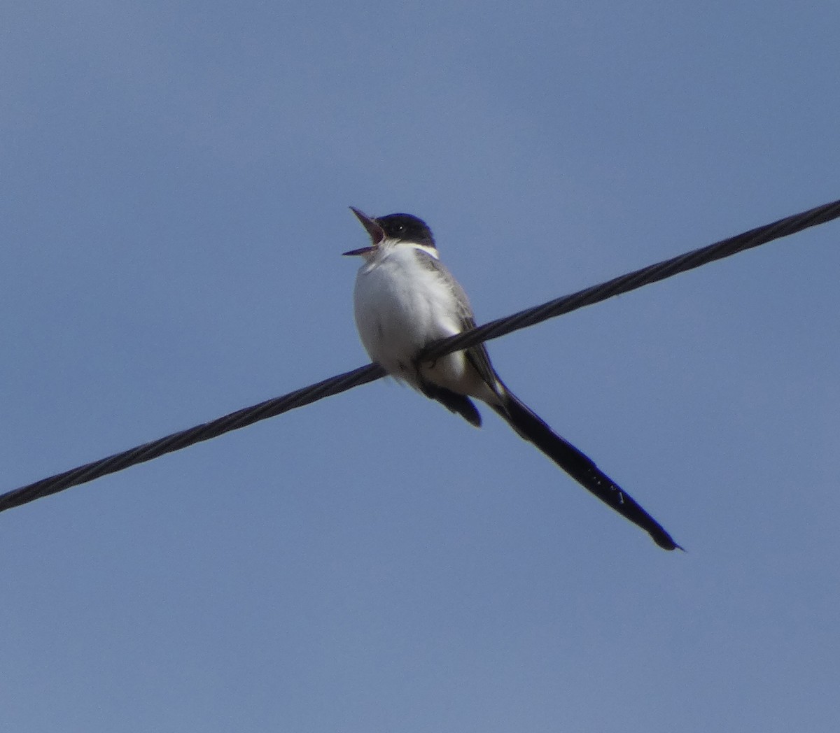 Fork-tailed Flycatcher - ML282013751