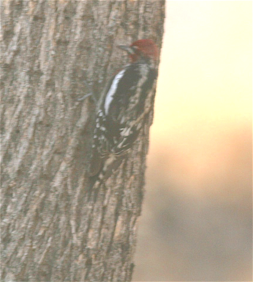 Red-naped x Red-breasted Sapsucker (hybrid) - ML282014911