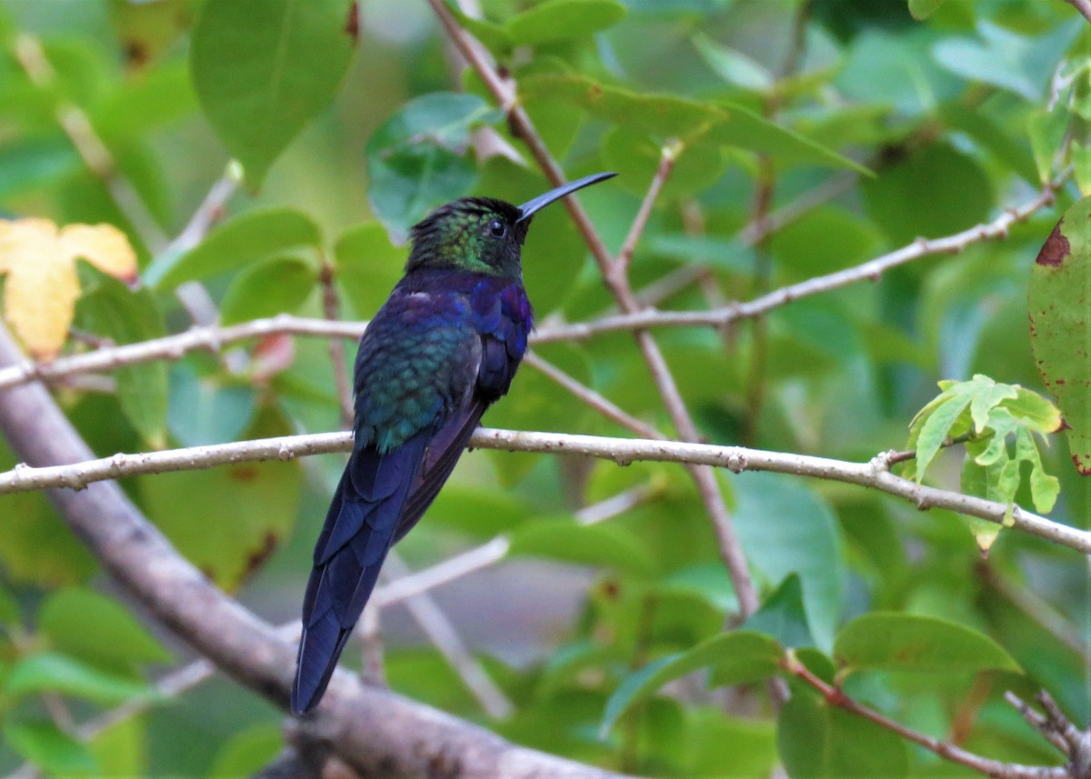 kolibřík pralesní - ML282015471