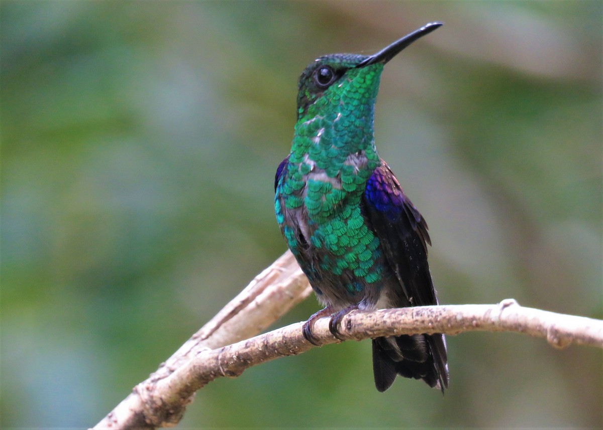 kolibřík pralesní - ML282016371