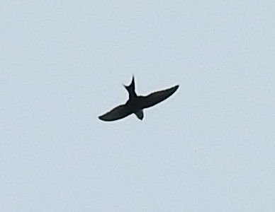 Lesser Swallow-tailed Swift - Francisco Dubón
