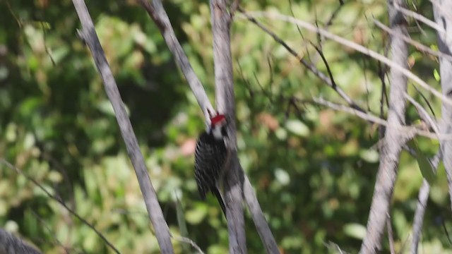 Nuttall's Woodpecker - ML282017451