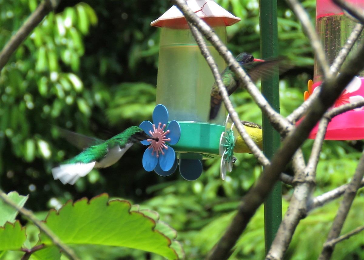 kolibřík černouchý - ML282017531