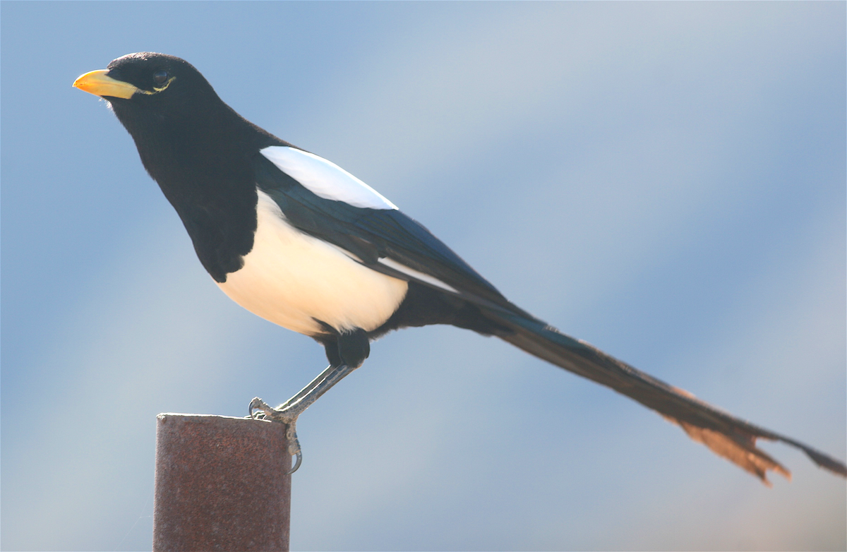 Yellow-billed Magpie - Anonymous