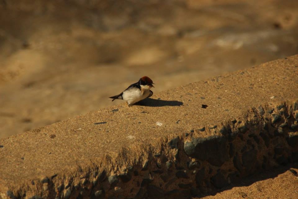 Wire-tailed Swallow - ML282021211