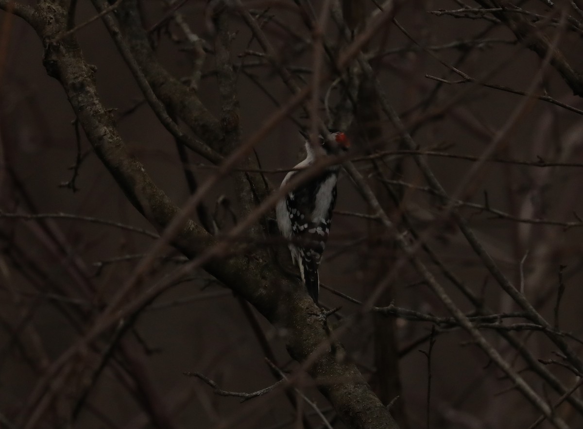 Downy Woodpecker (Eastern) - David Nicosia