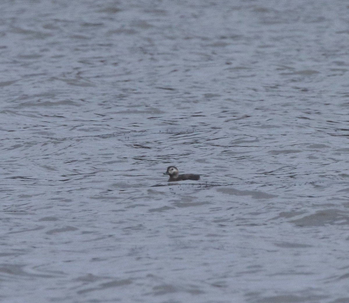 Long-tailed Duck - Russell Hillsley