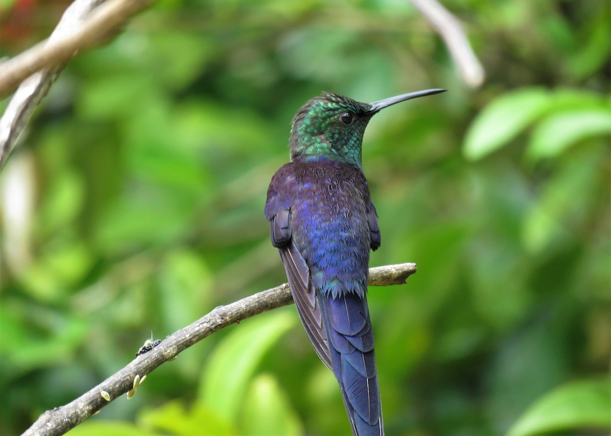 kolibřík pralesní - ML282023851