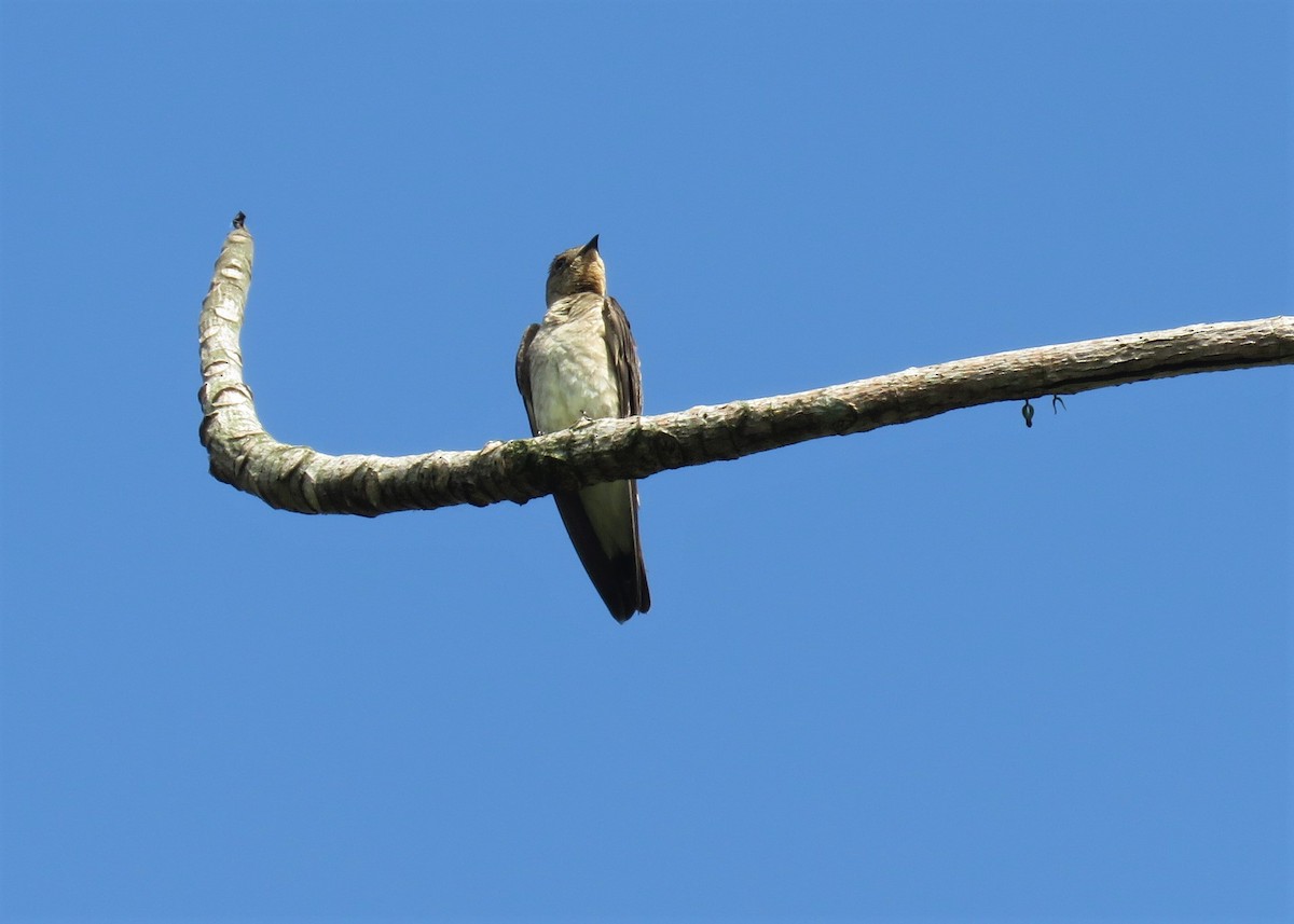 Southern Rough-winged Swallow - José Antonio Vicente Filho