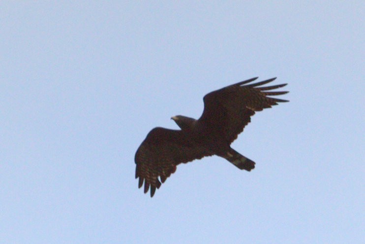 Zone-tailed Hawk - Mat Gilfedder
