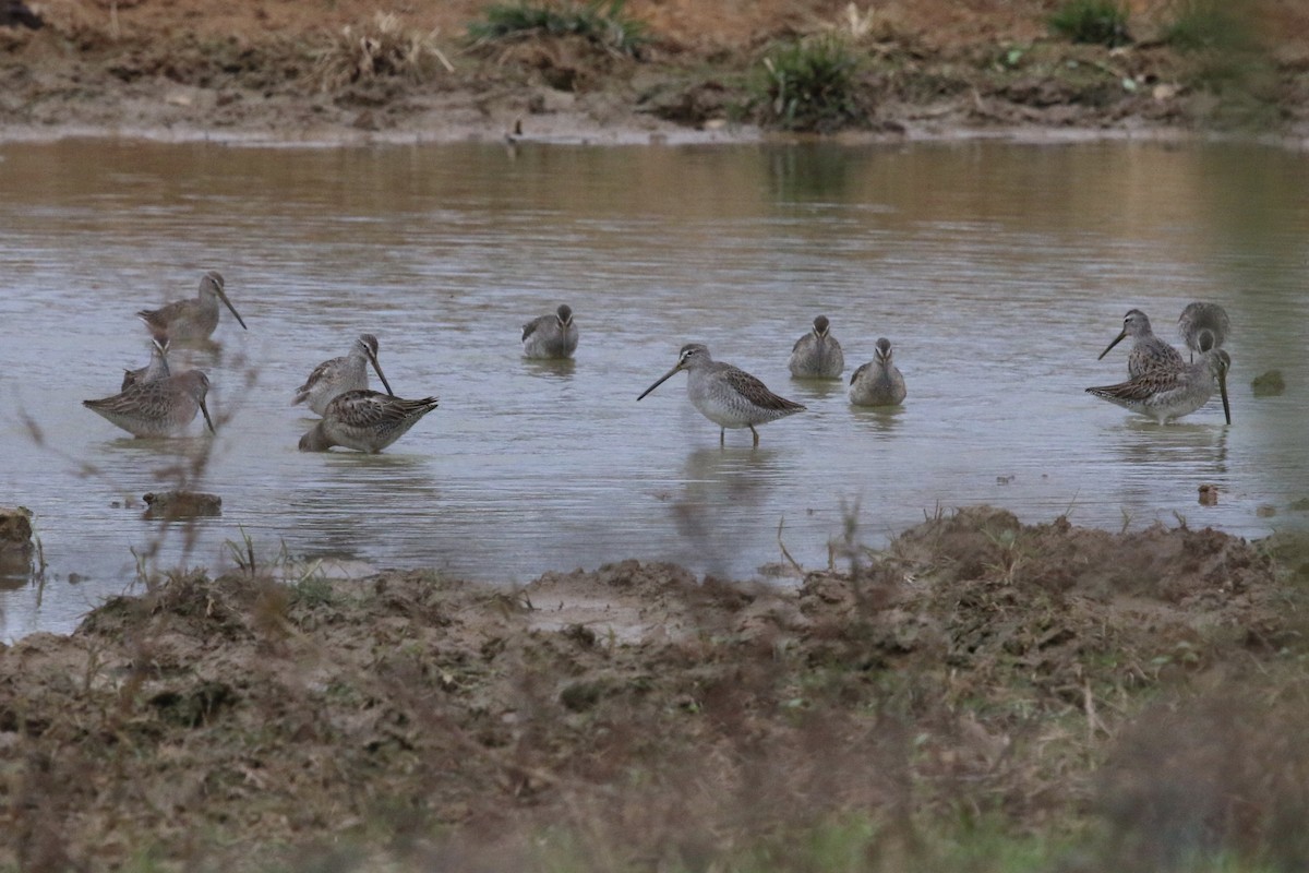 Long-billed Dowitcher - ML282027481