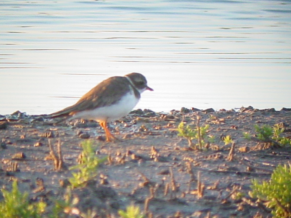 Semipalmated Plover - ML282027671