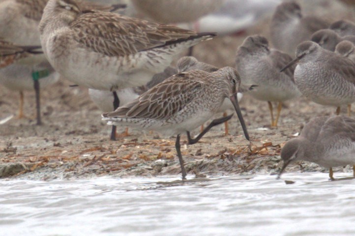 Asian Dowitcher - ML28202831