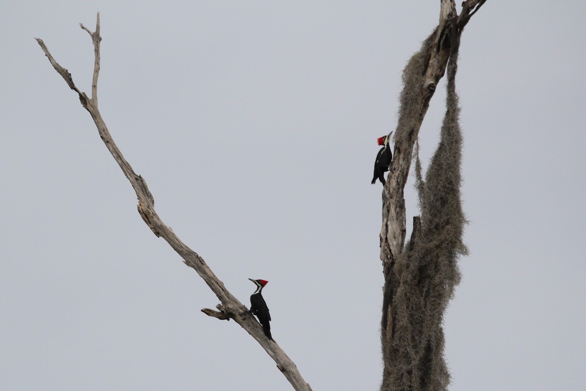 Pileated Woodpecker - ML282028541