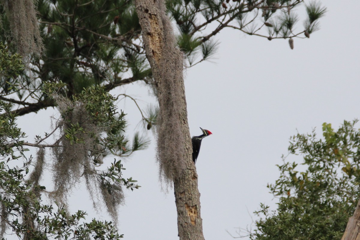 Pileated Woodpecker - ML282028591