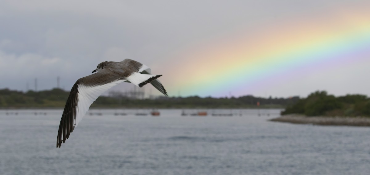 Sabine's Gull - barbara taylor