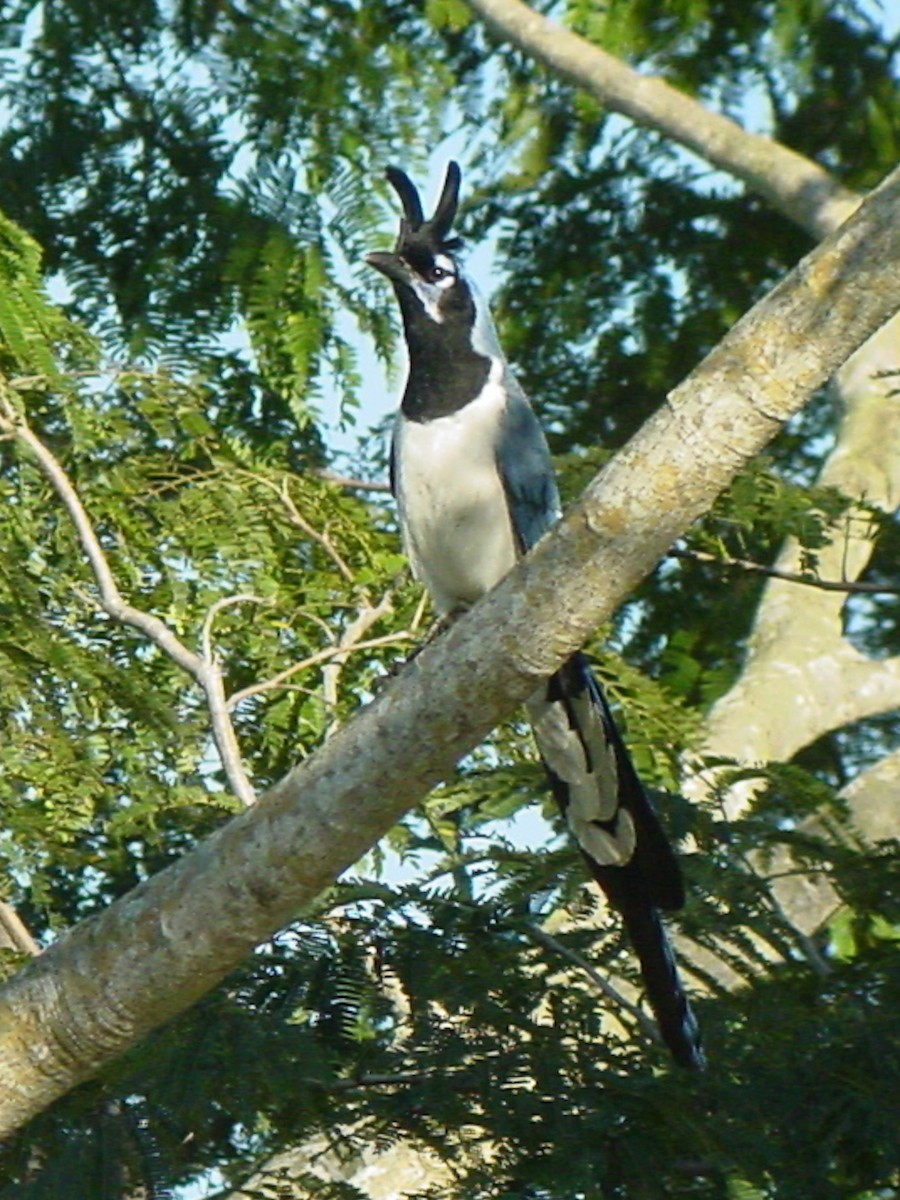 Black-throated Magpie-Jay - ML282030401